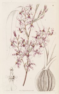 Oncidium incurvum by Miss Drake